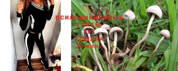 прущие грибы Горняк